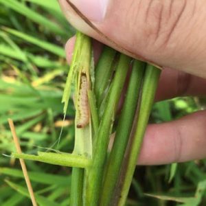 Sâu đục thân hại lúa: thuốc đặc trị và cách phòng trừ