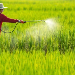 9+ thuốc diệt cỏ tiền nảy mầm cho ruộng lúa tốt nhất