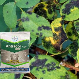 Cách sử dụng Antracol 70WP, có được tưới gốc lan, mai vàng?