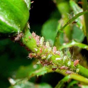 4 cách trị bệnh rệp vảy trên cây hoa hồng hiệu quả tận gốc