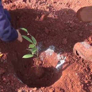 Quy trình trồng, chăm sóc cây sầu riêng con và 2-3 năm tuổi