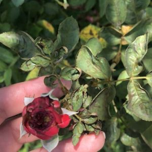 Thuốc Radiant đặc trị bọ trĩ cho hoa hồng có độc hại không?