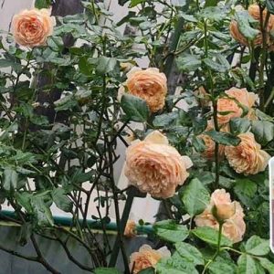 Cách sử dụng thuốc kích rễ cực mạnh N3M cho hoa hồng và lan