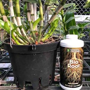Bio Root là gì? Cách sử dụng kích rễ Bio Root 0-1-1 cho lan