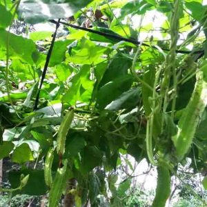 Làm giàu từ trồng dừa xiêm lùn ở miền Bắc  Mô hình trồng dừa ở Thanh Hóa