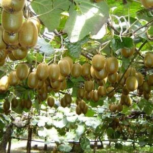 Kiwi có trồng được ở Việt Nam? Kỹ thuật trồng ở miền Bắc A-Z