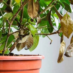 4 nguyên nhân và cách cứu cây nguyệt quế bị suy, vàng lá