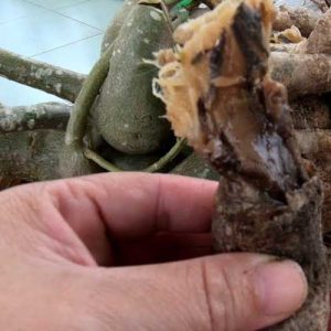 Cách xử lý cây sứ bị thối thân, rễ và củ sứ bị mềm từ A-Z