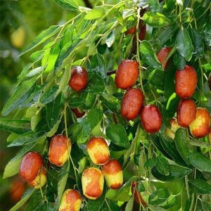 Việt Nam có trồng được táo tàu không, trồng sao cho đúng?