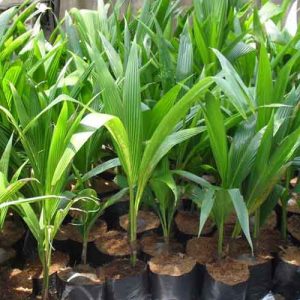 3 kỹ thuật trồng, cách chăm sóc dừa xiêm lùn năng suất cao