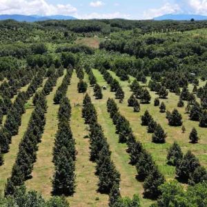 Kỹ thuật trồng và cách chăm sóc cây sầu riêng ở Tây Nguyên
