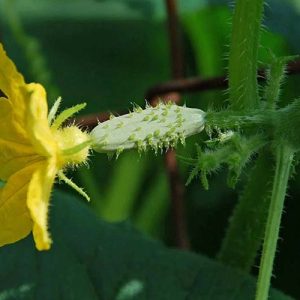 Canxi Bo là gì? 9 tác dụng giúp cây trồng ra hoa đậu quả