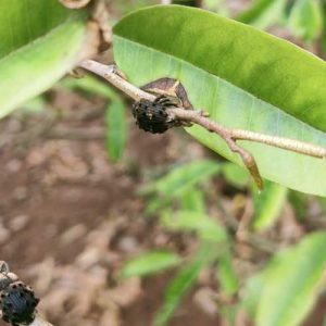 7 thuốc trị bọ cánh cứng hại dừa, sầu riêng, ăn lá hoa hồng