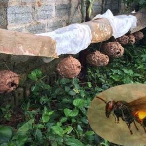 Ong vò vẽ sợ mùi gì? 4 cách diệt ong vò vẽ không dùng thuốc