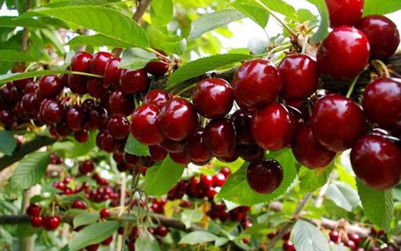 Cherry Mỹ và Brazil đều là những loại cây được ưa chuộng để trồng ở Bắc Việt Nam vì khả năng phát triển tốt trong khí hậu của khu vực này. Nếu bạn đang quan tâm đến việc trồng cây mới, hãy tìm hiểu về Cherry Mỹ và Brazil và xem hình ảnh liên quan để biết cách chăm sóc và trồng cây hiệu quả.