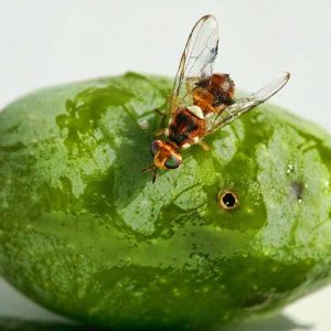 Top 7 thuốc đặc trị ruồi vàng đục quả có thể tự chế tại nhà