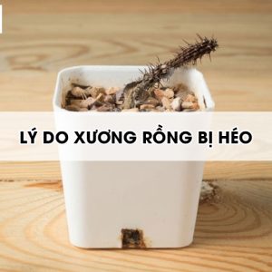 Ly-do-xuong-rong-bi-heo2
