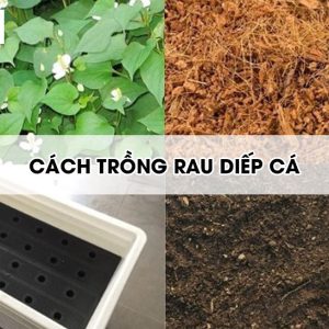 cach-trong-rau-diep-ca2