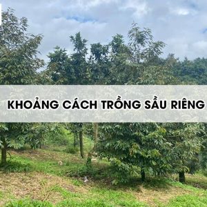 Khoảng cách và kỹ thuật trồng sầu riêng Thái, Ri6 chuẩn nhất
