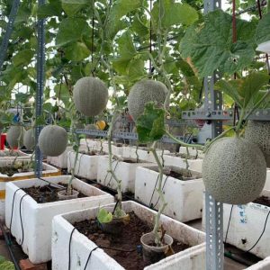 6 cách trồng dưa hấu, dưa lưới trong chậu tại nhà từ hạt