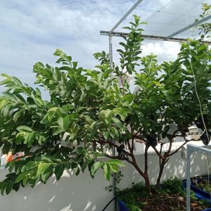 9 loại rau, cây ăn quả thân gỗ chịu nắng trồng ở sân thượng