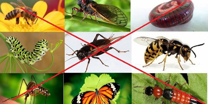 Permethrin với công dụng diệt trừ các loại côn trùng làm hại cây trồng